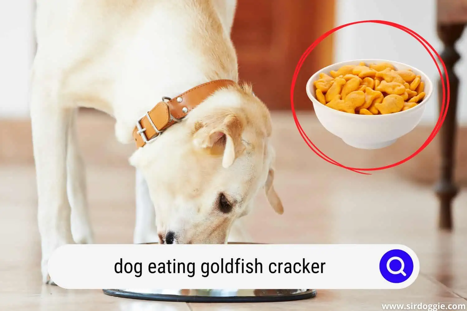 dog eating goldfish cracker