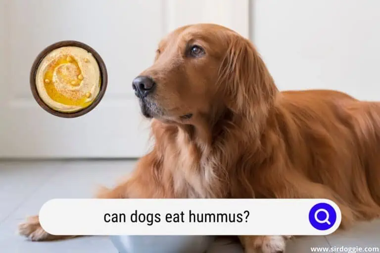 Can Dogs Eat Hummus? (Detailed Explanation)