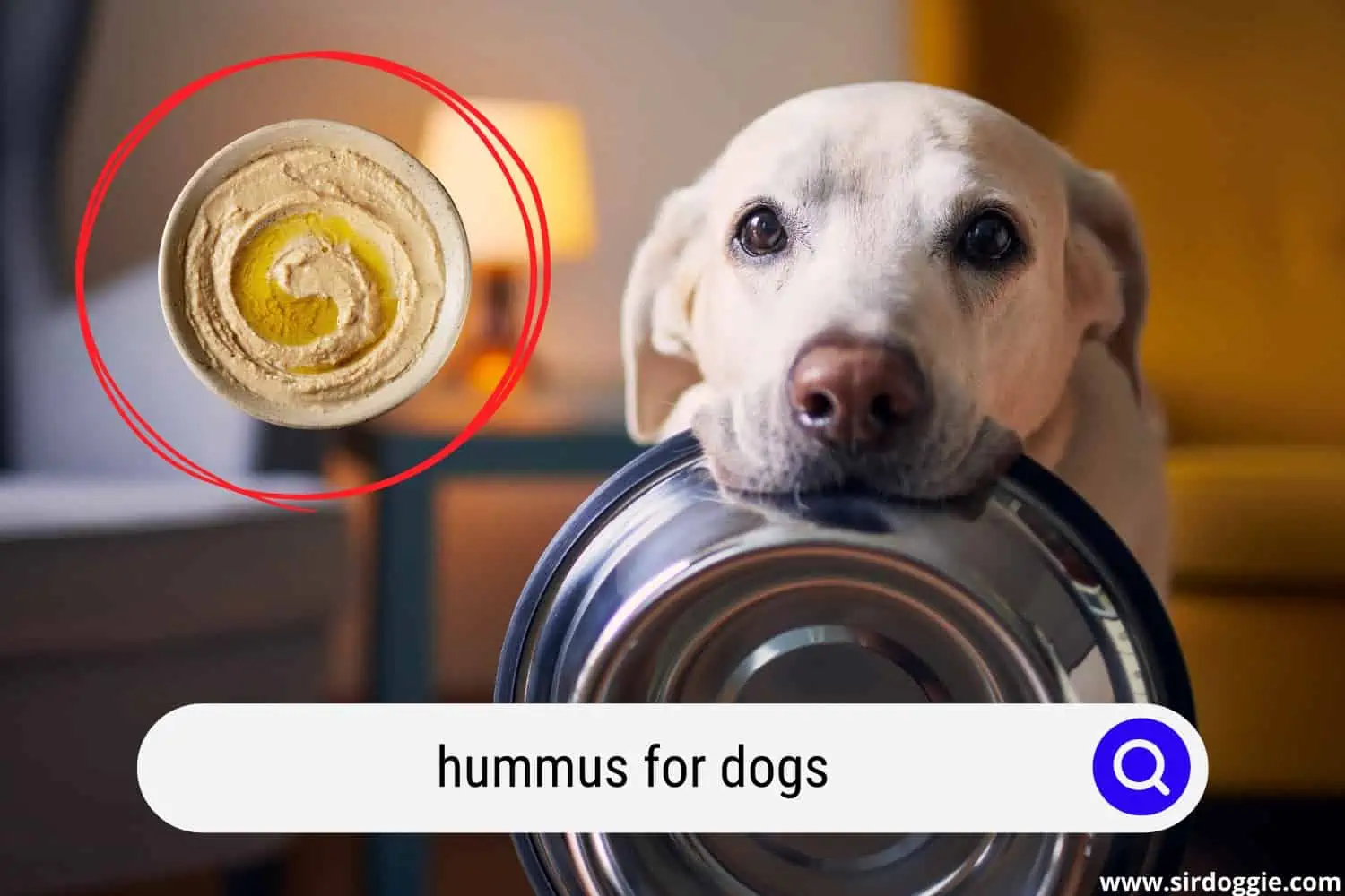 hummus for dogs
