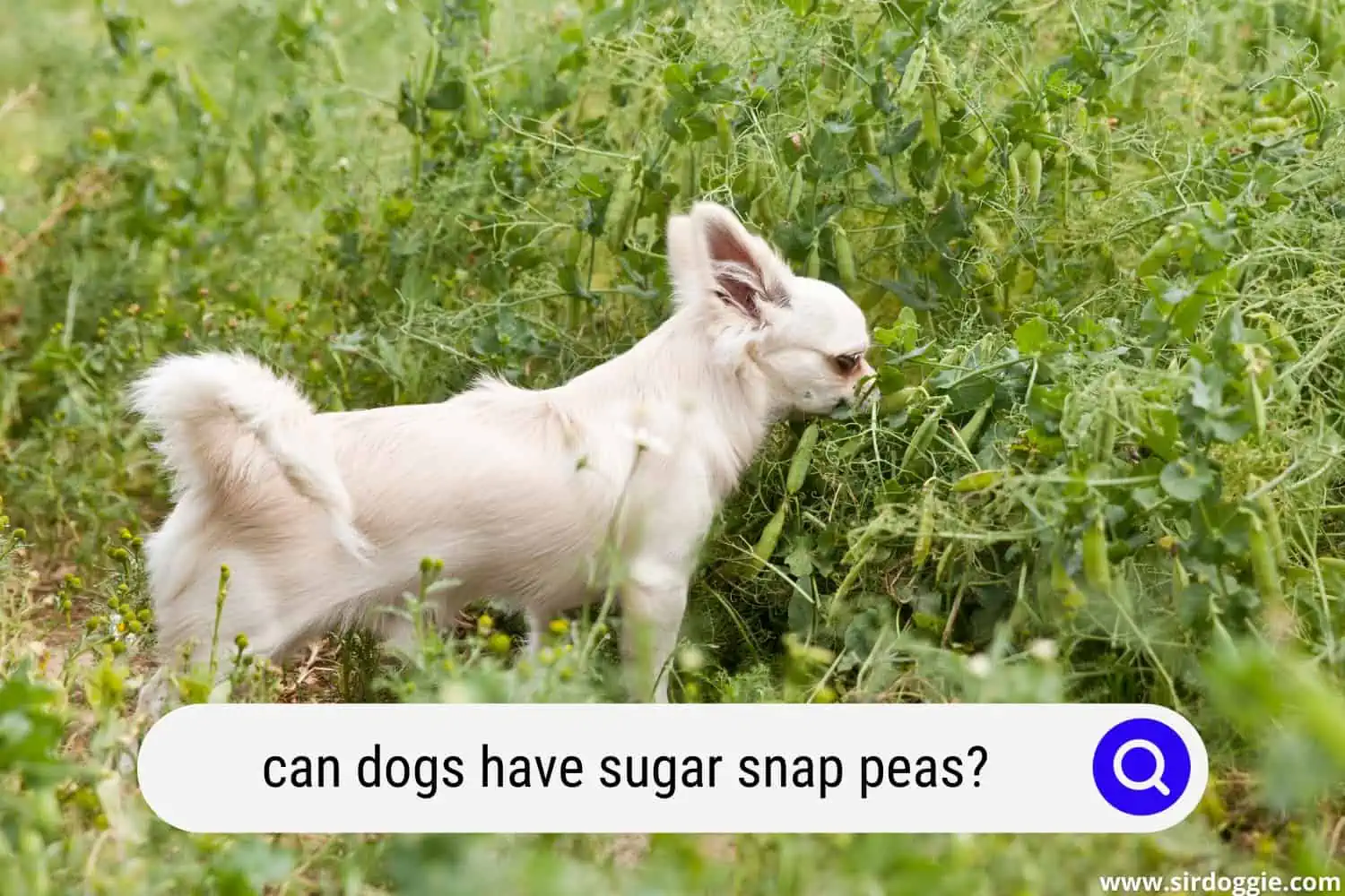 can dogs have sugar snap peas