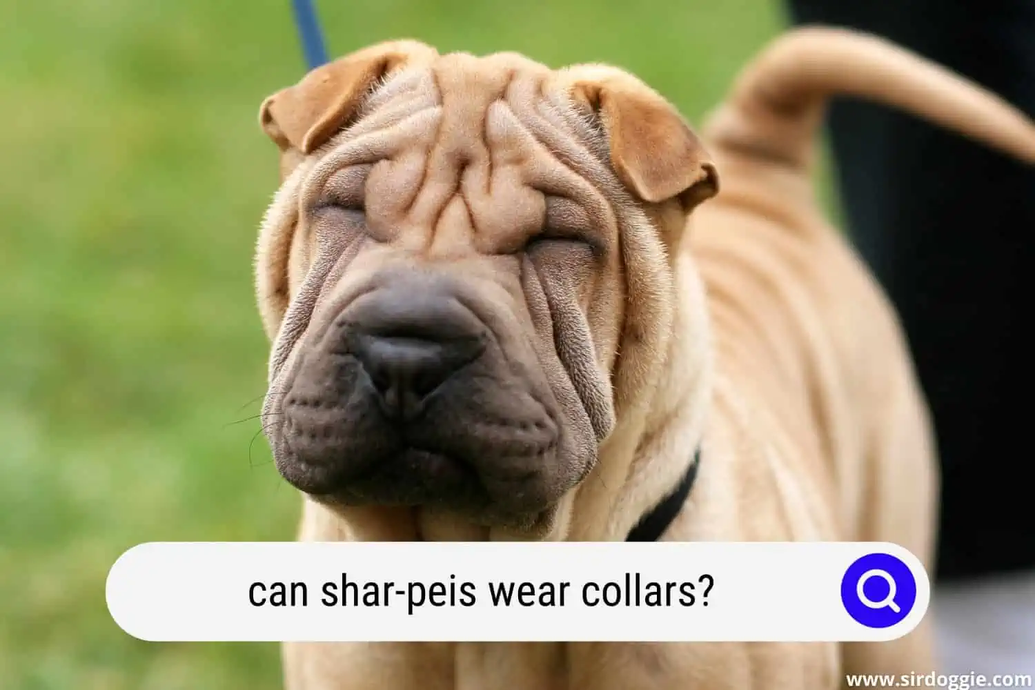 can shar peis wear collars