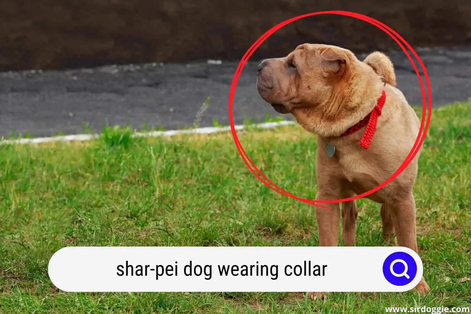 shar pei dog wearing collar