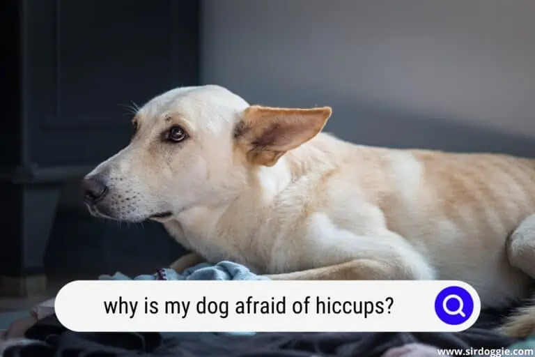 Why is My Dog Afraid of Hiccups? (Explained)