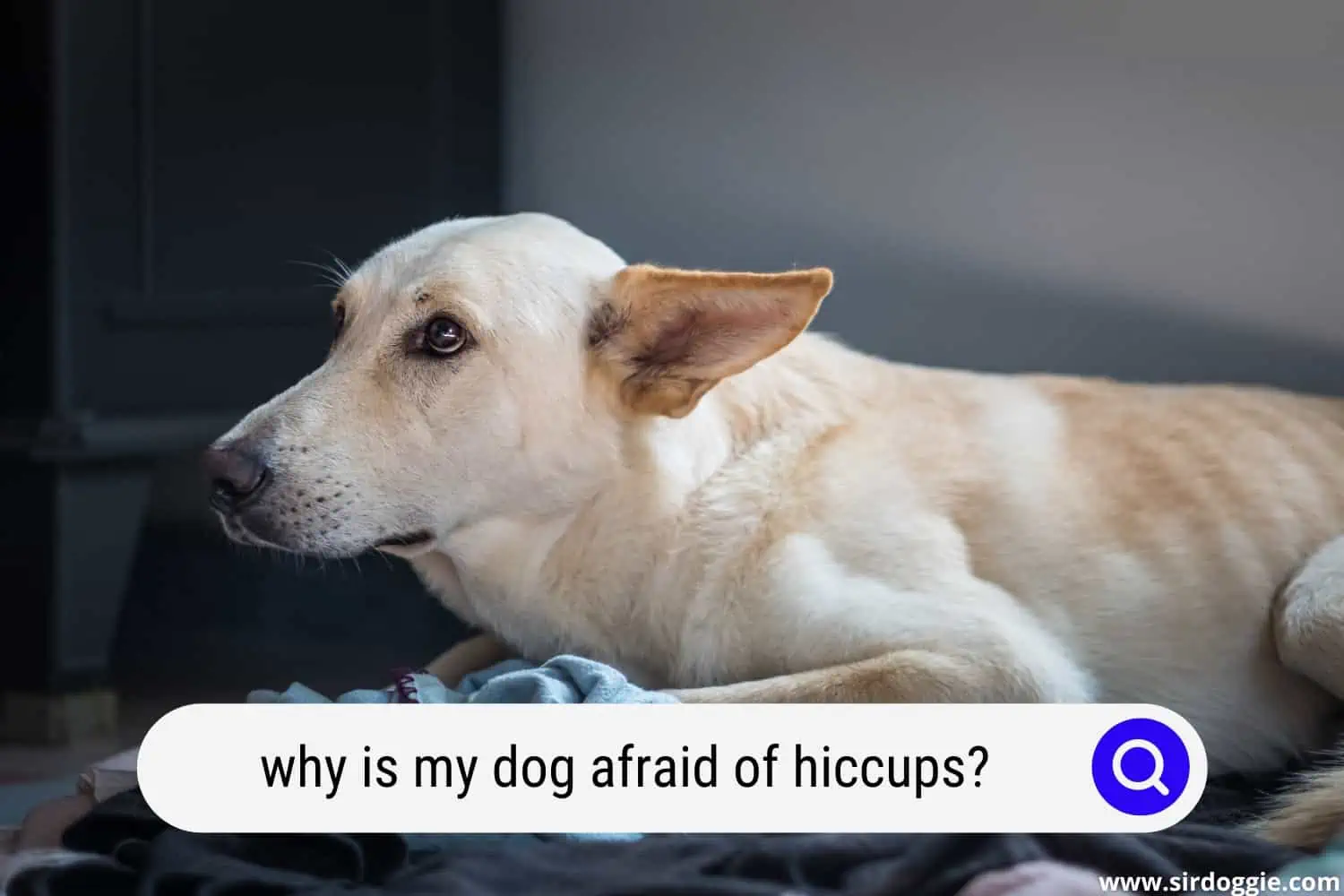 dog afraid of hiccups