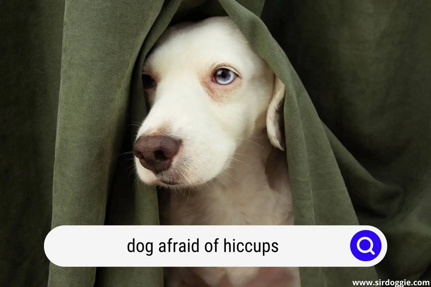 dog afraid of hiccups