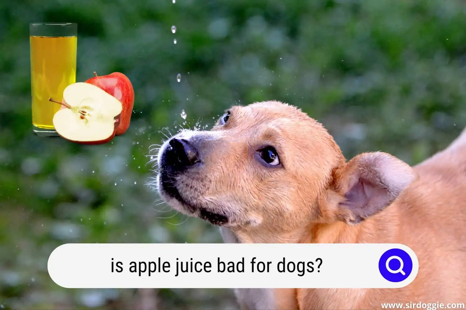 is apple juice bad for dogs