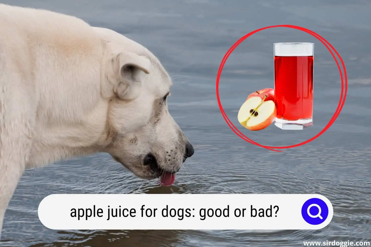 is apple juice bad for dogs