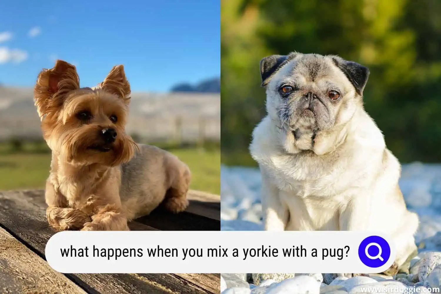 what happens when you mix a yorkie with a pug