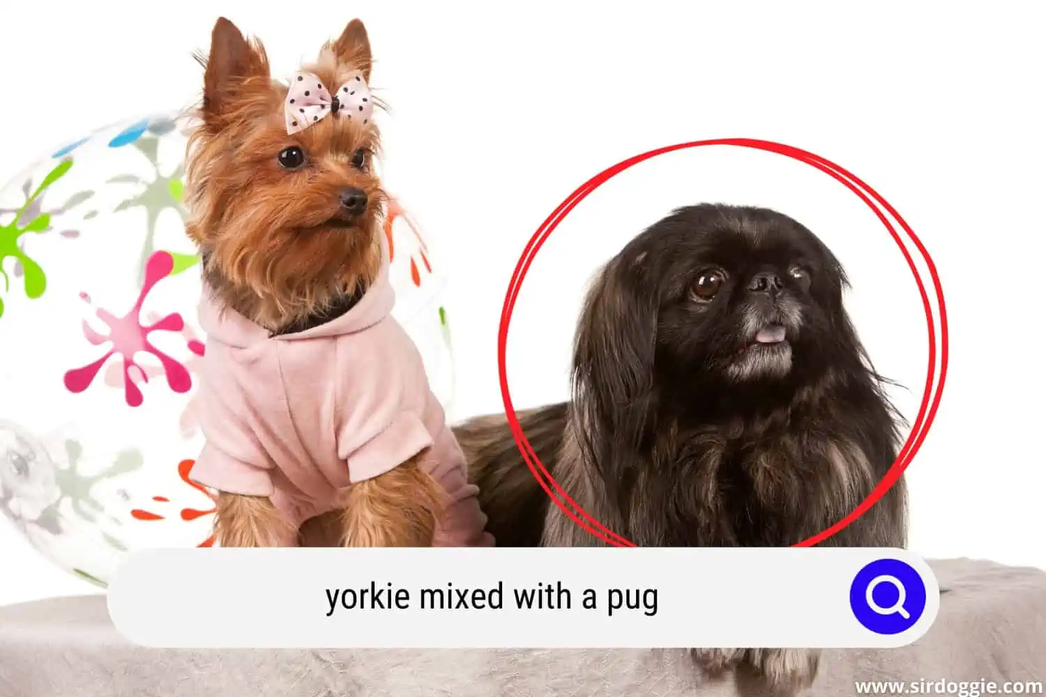 yorkie and pug mix
