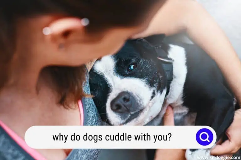 Why Do Dogs Cuddle With You?
