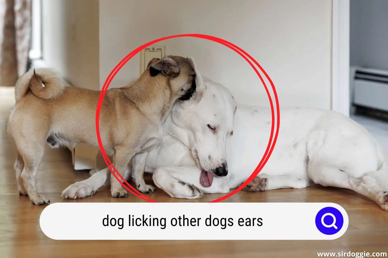 dog licking other dogs ears