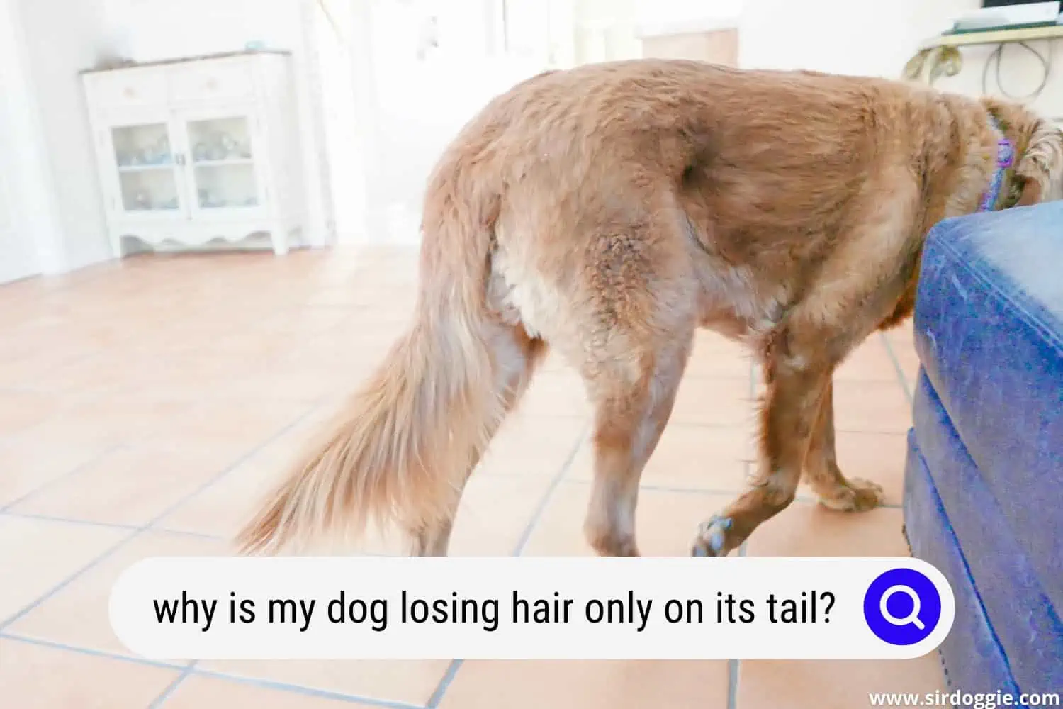 why is my dog losing hair only on its tail
