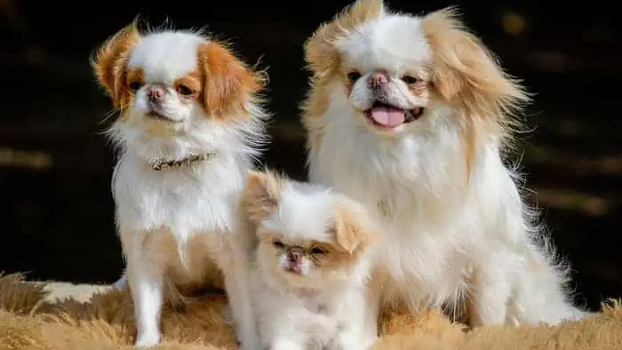 Japanese Chin