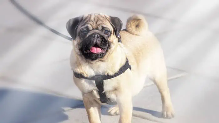 Pugs can’t tolerate very hot weather too well