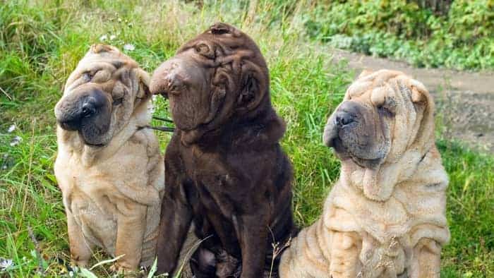 Shar-pei puppies