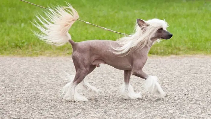 The Chinese Crested Dog