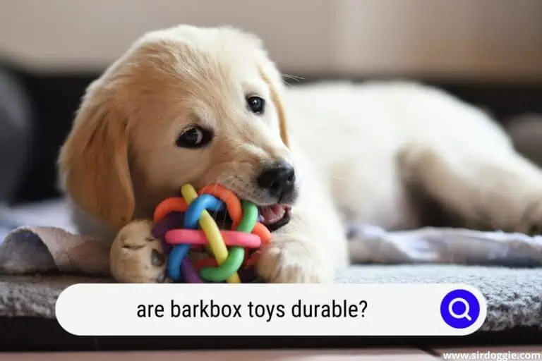 Are BarkBox Toys Durable? Read This First!