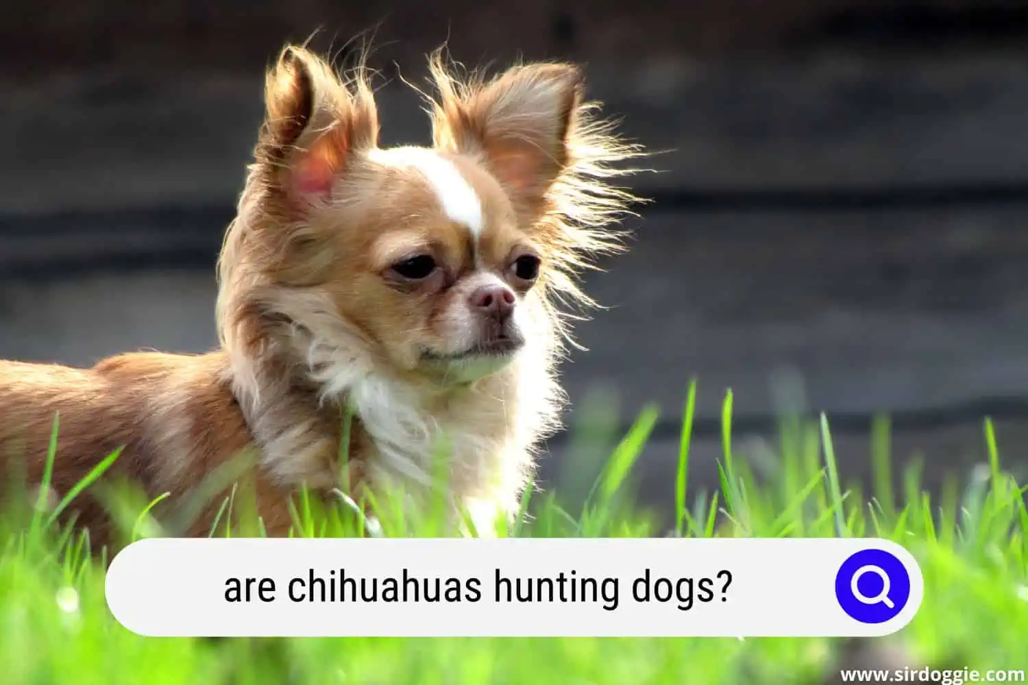 are chihuahuas hunting dogs