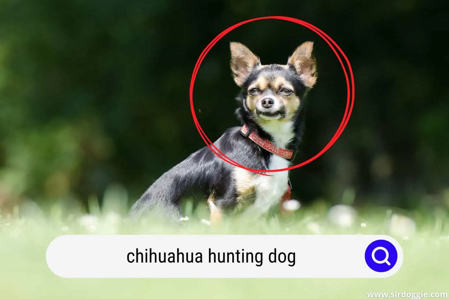 chihuahua hunting dog