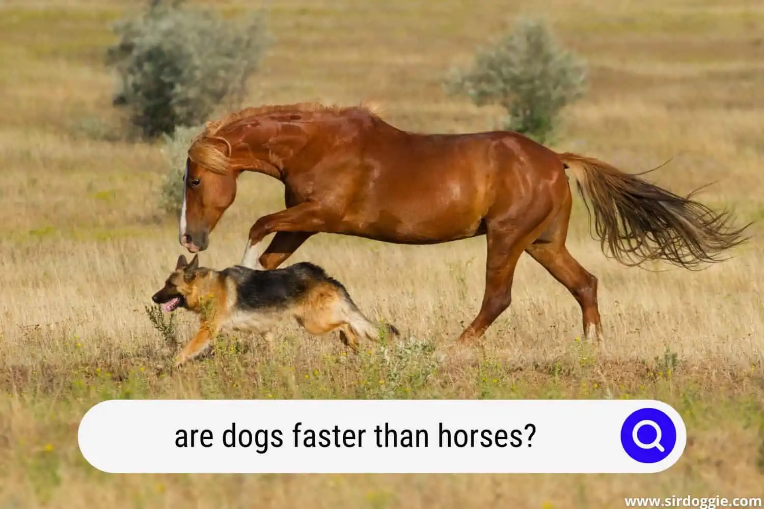 are dogs faster than horses