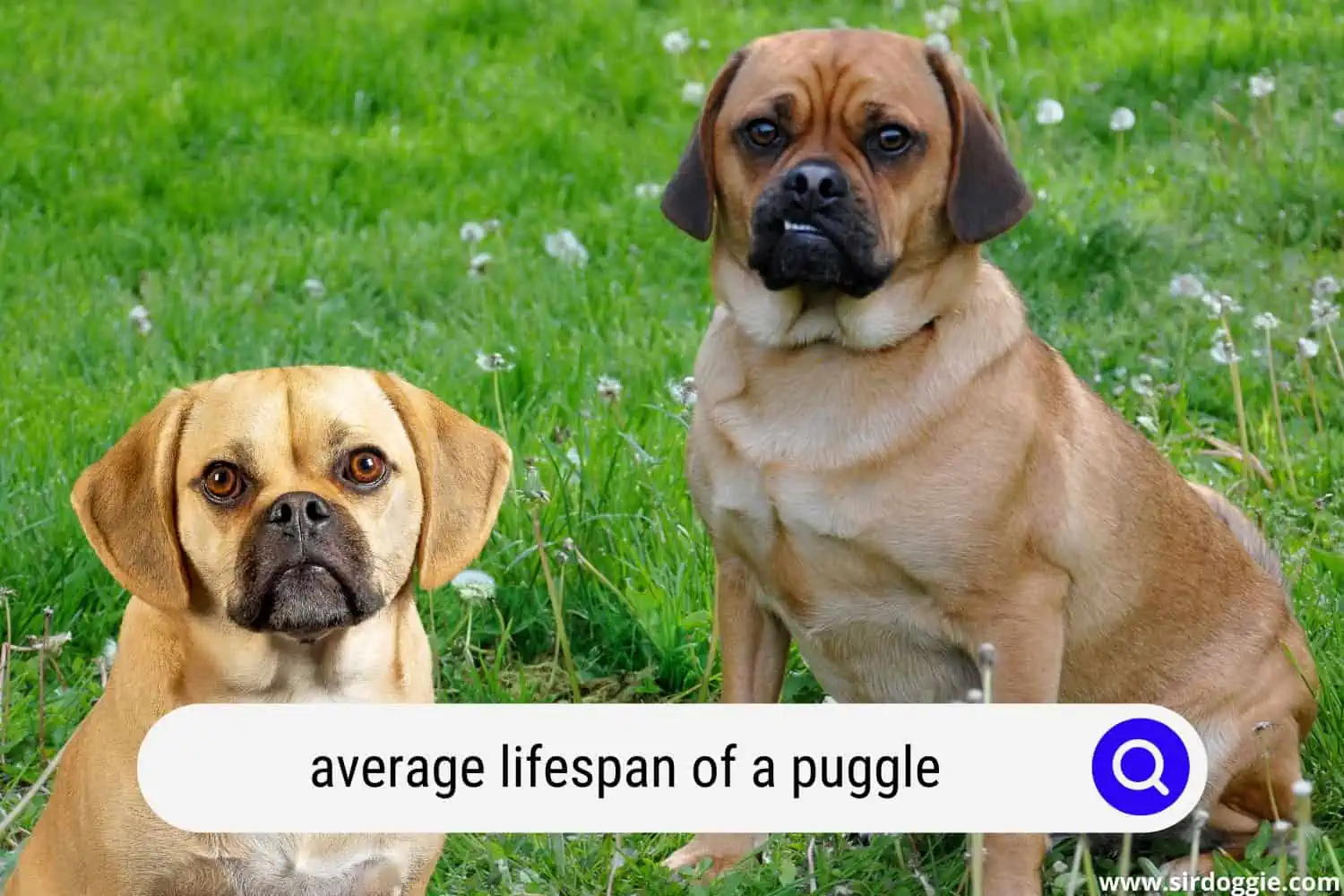average lifespan of a puggle