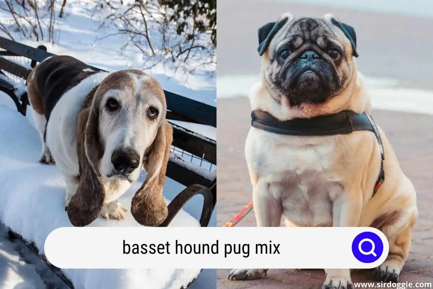 basset hound pug mix