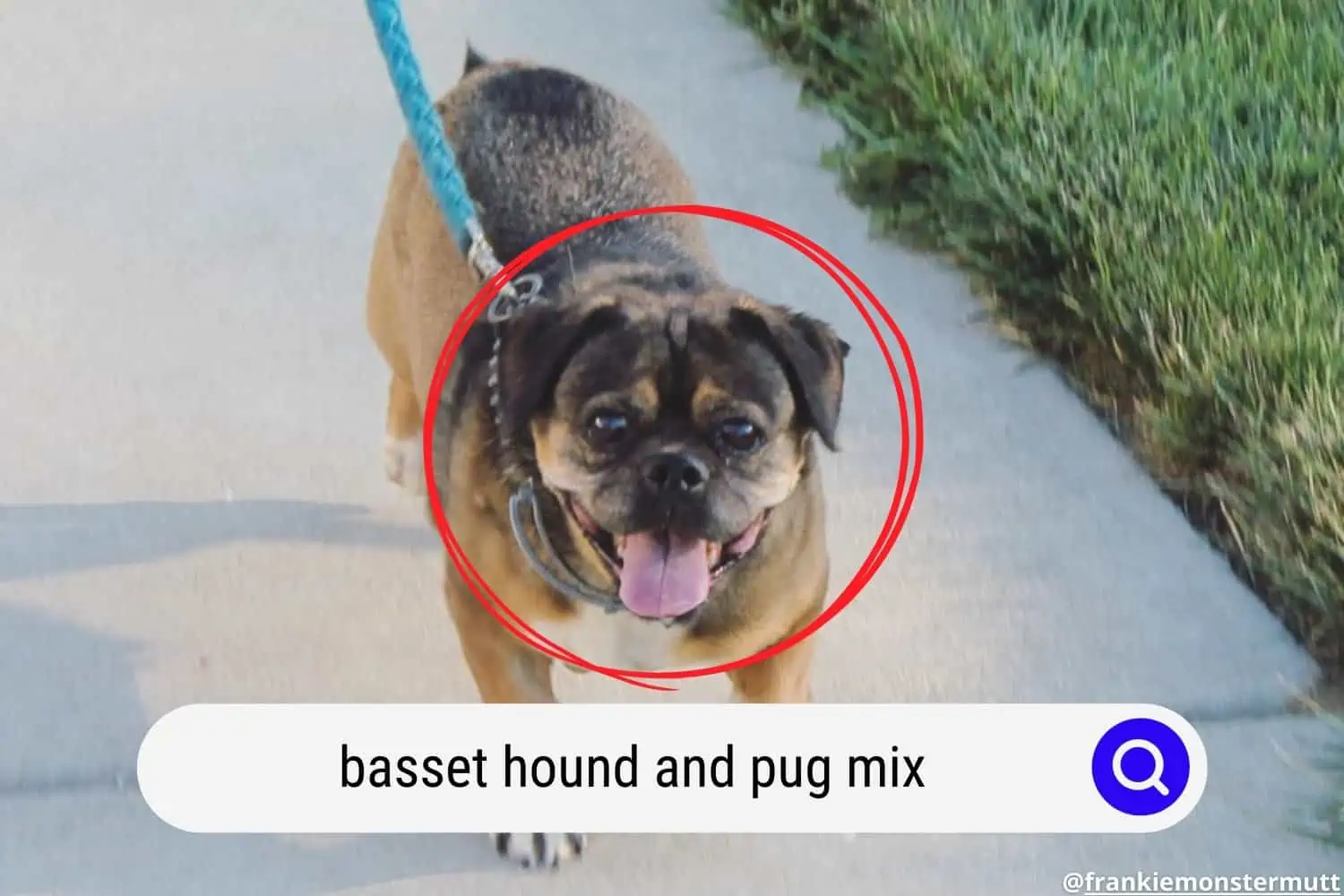 basset hound and pug mix