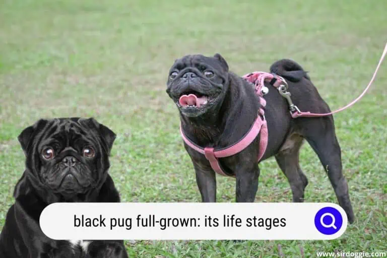 black pug full-grown
