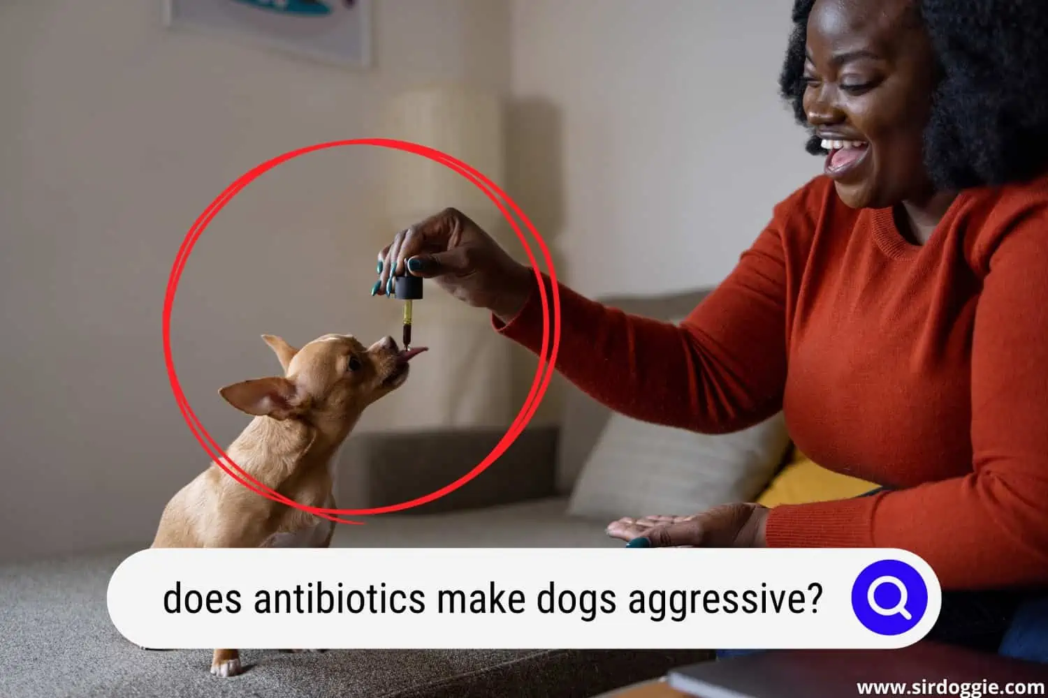 does antibiotics make dogs aggressive