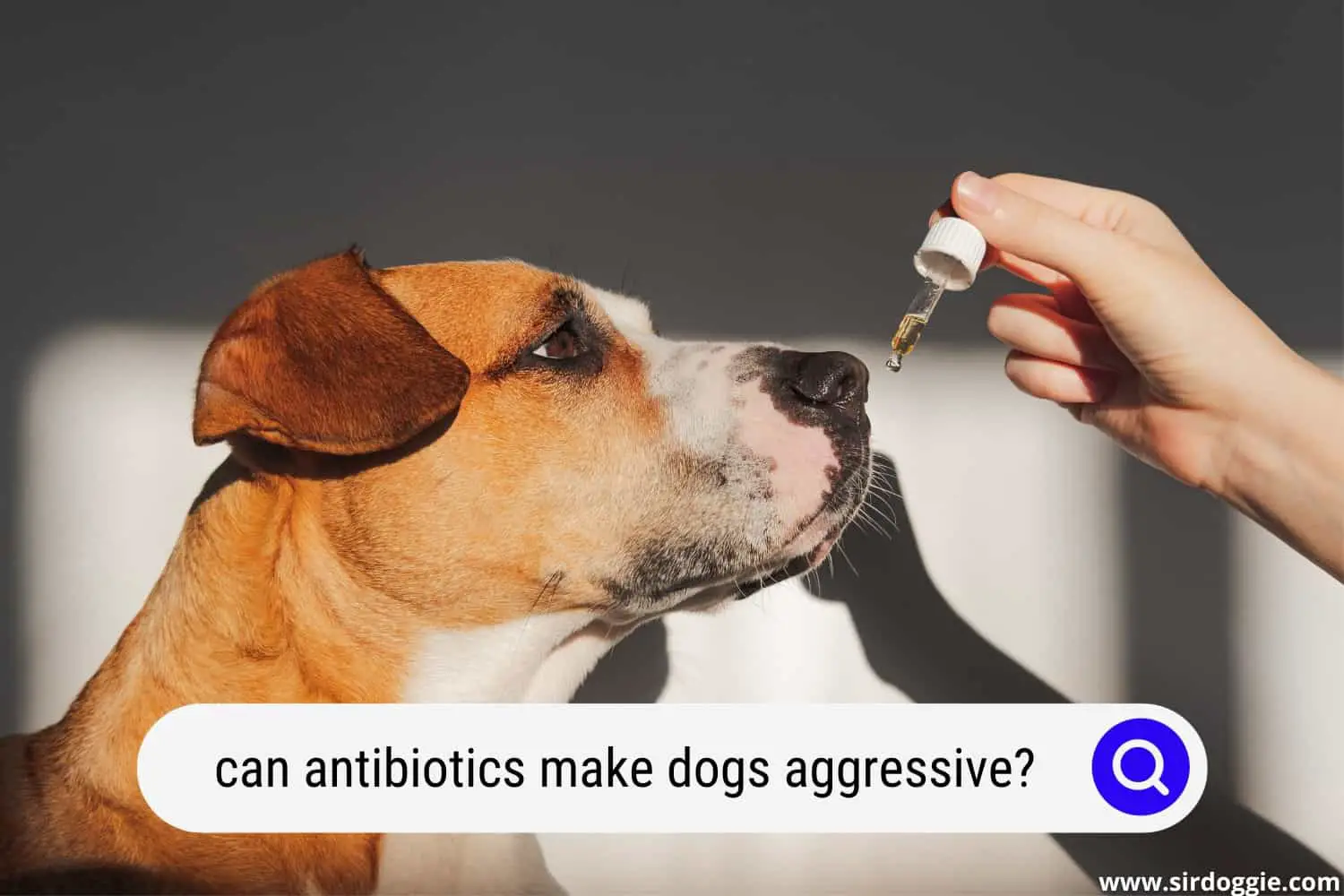 can antibiotics make dogs aggressive