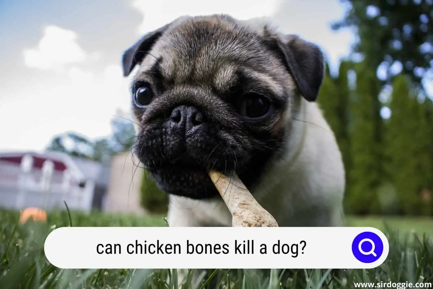 can chicken bones kill a dog