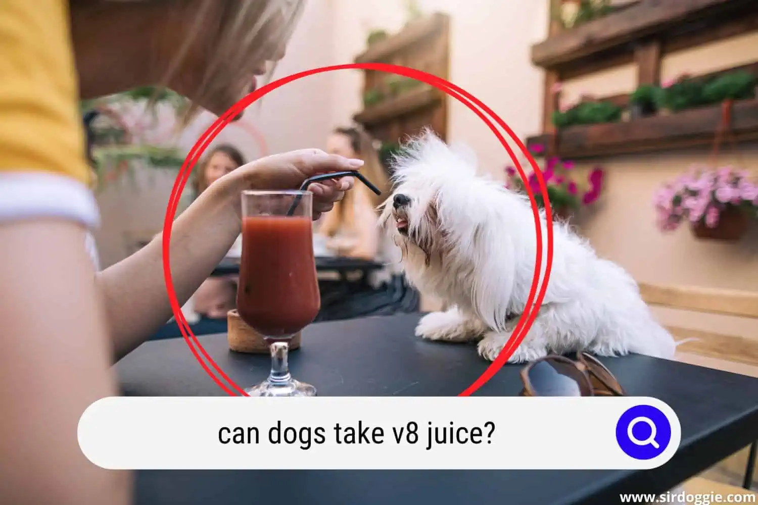 can dogs take v8 juice