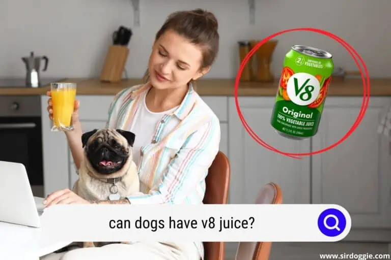 Can Dogs Have V8 Juice? (Detailed Explanation)