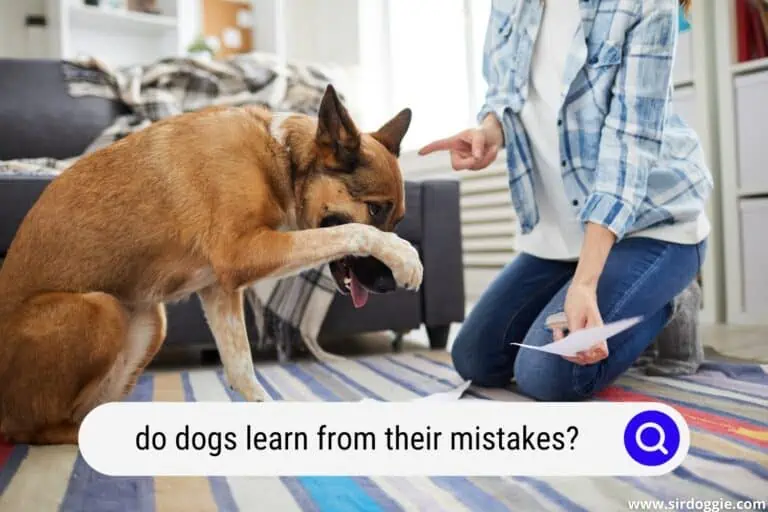 Do Dogs Learn from Their Mistakes? (Explained)
