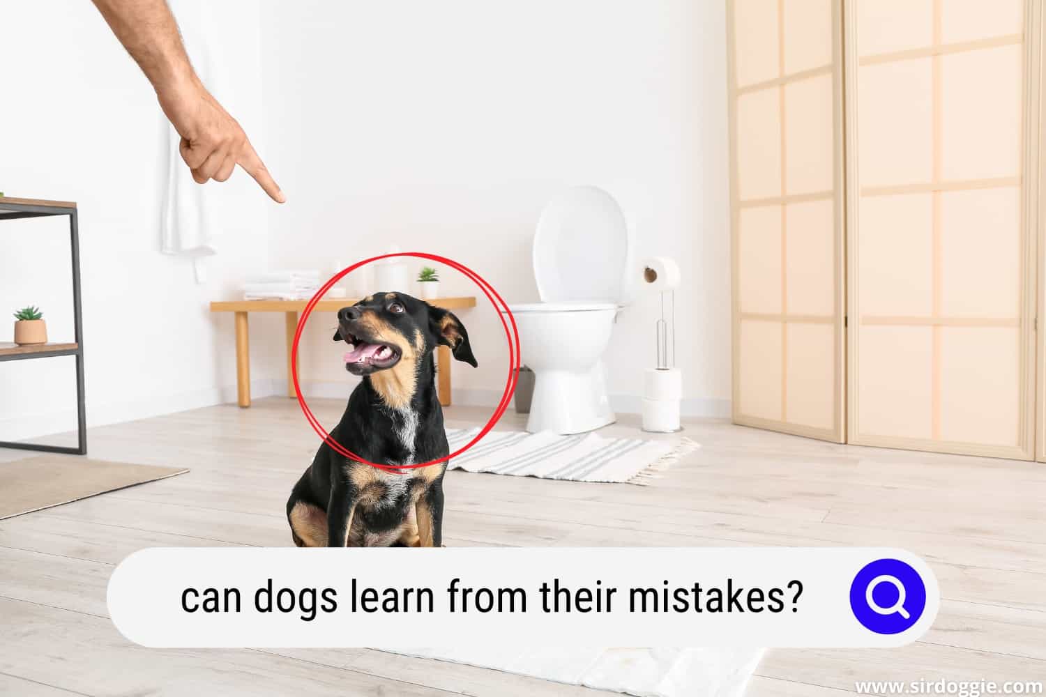 do dogs learn from their mistakes