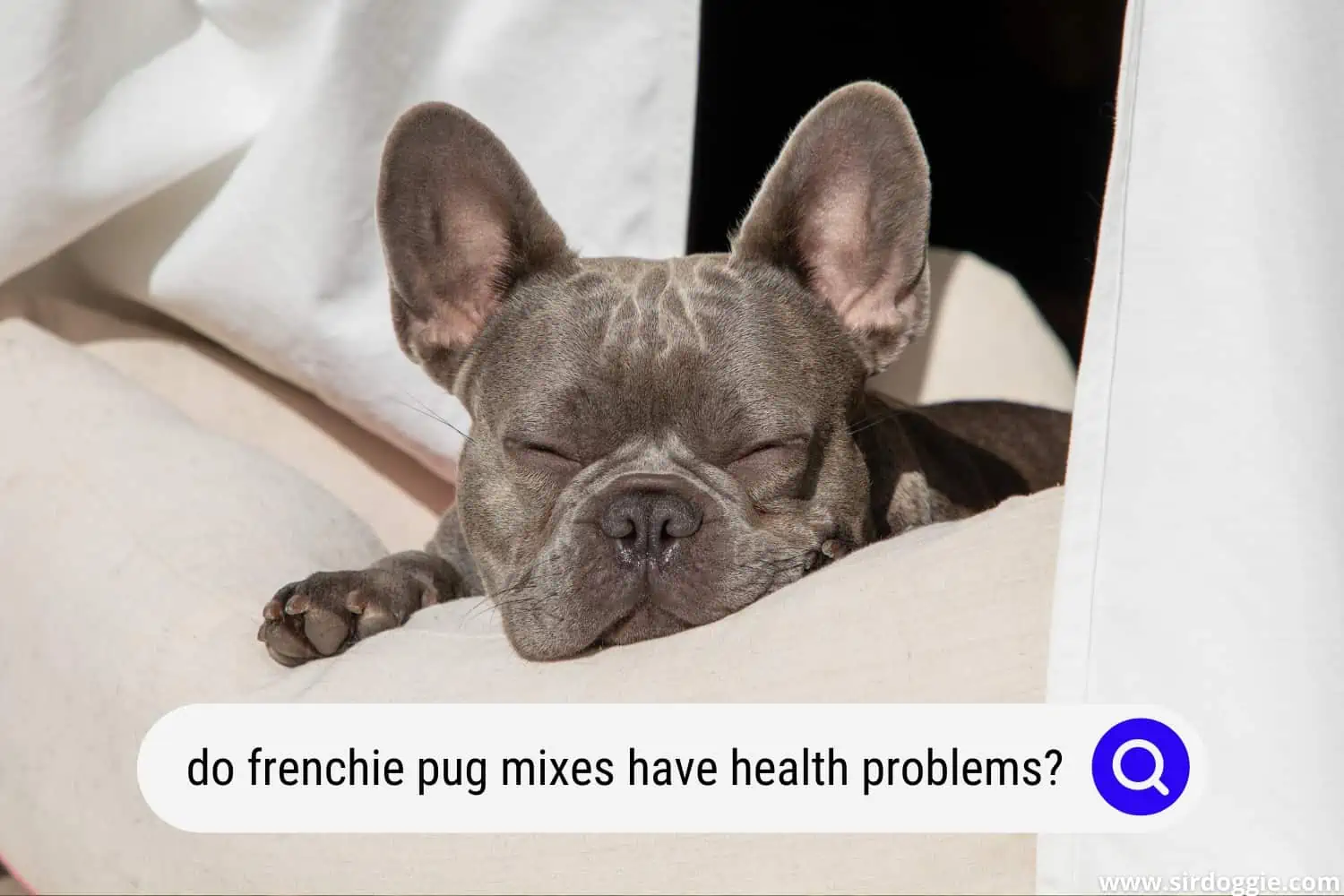 do frenchie pug mixes have health problems