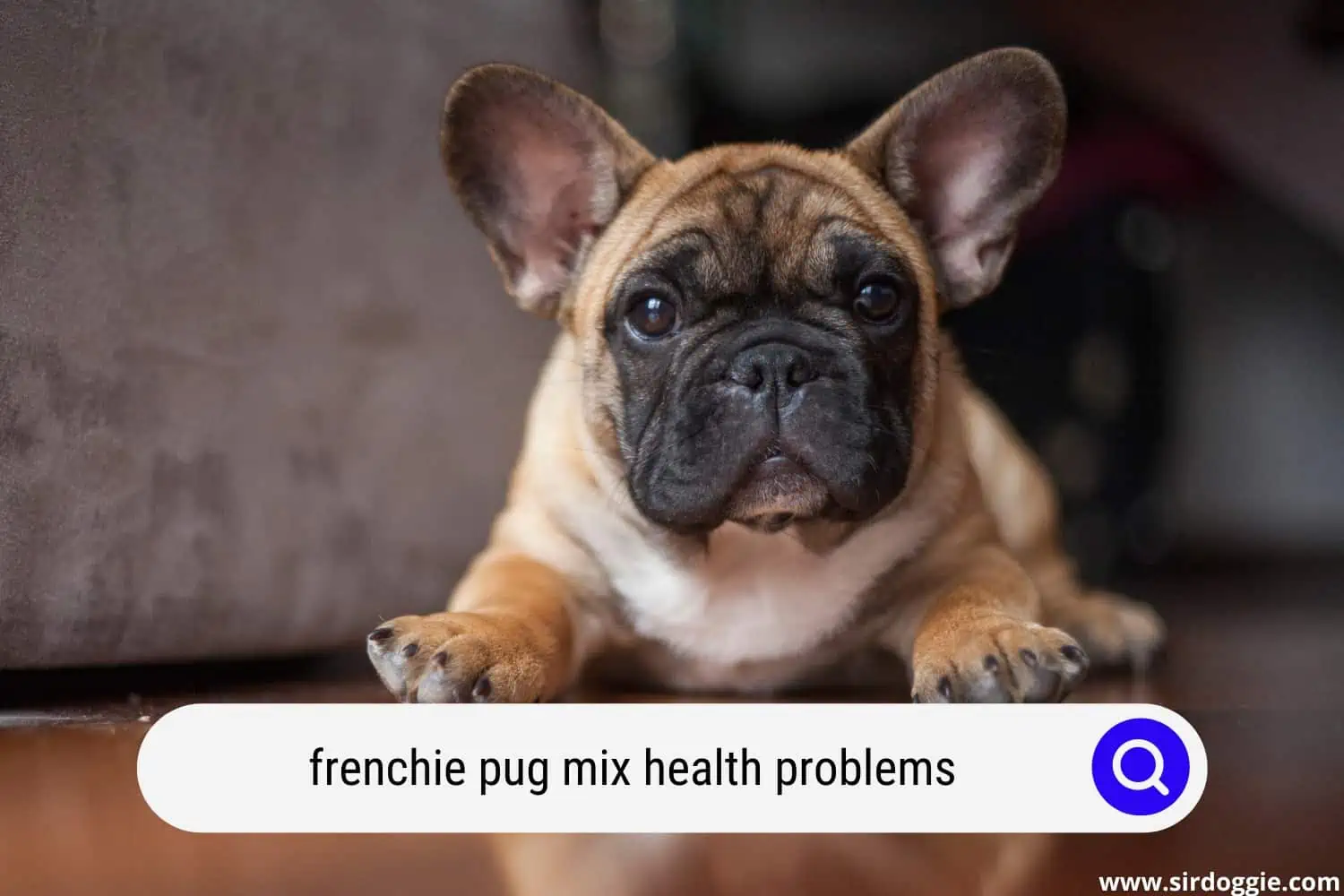 frenchie pug mix health problems