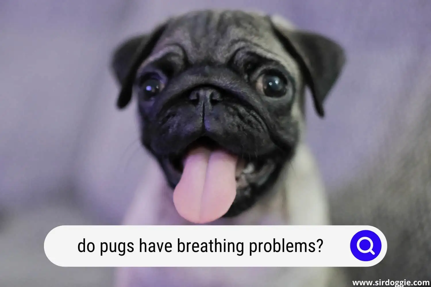 do pugs have breathing problems