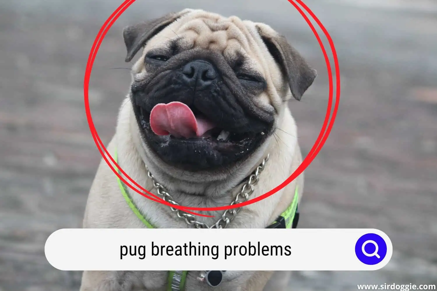 pug breathing problems