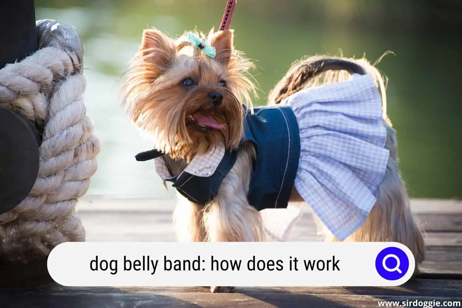 dog belly band