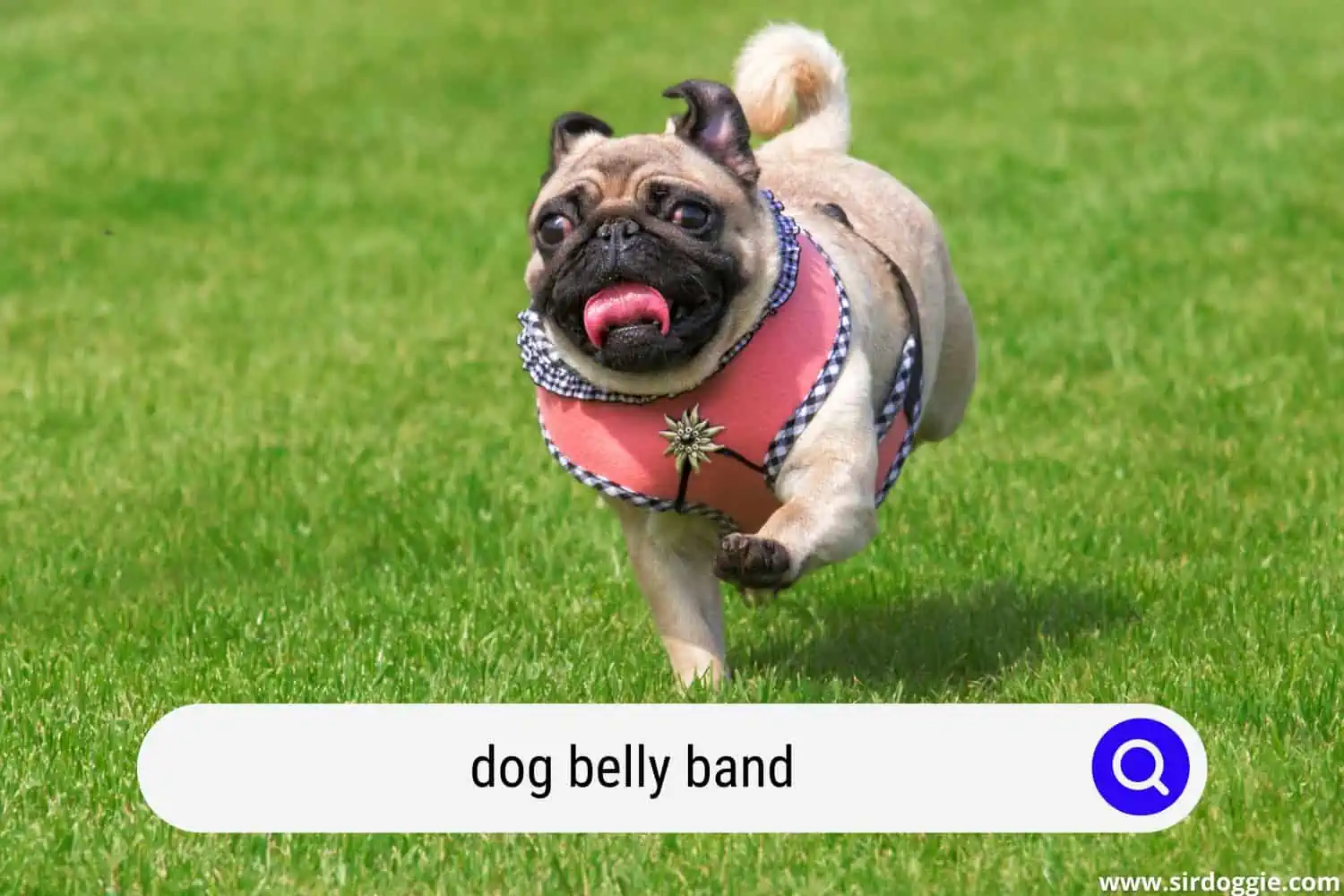 pug wearing dog belly band