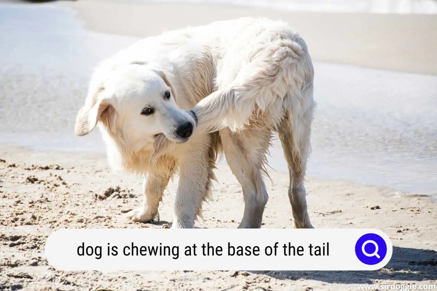dog is chewing at the base of the tail