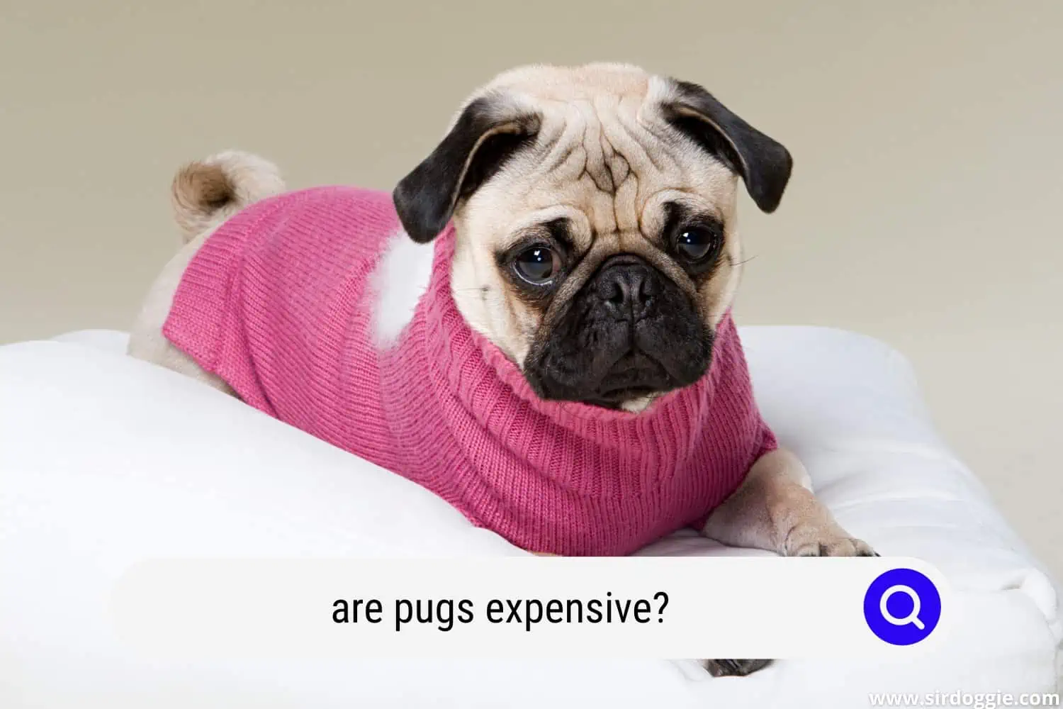 are pugs expensive