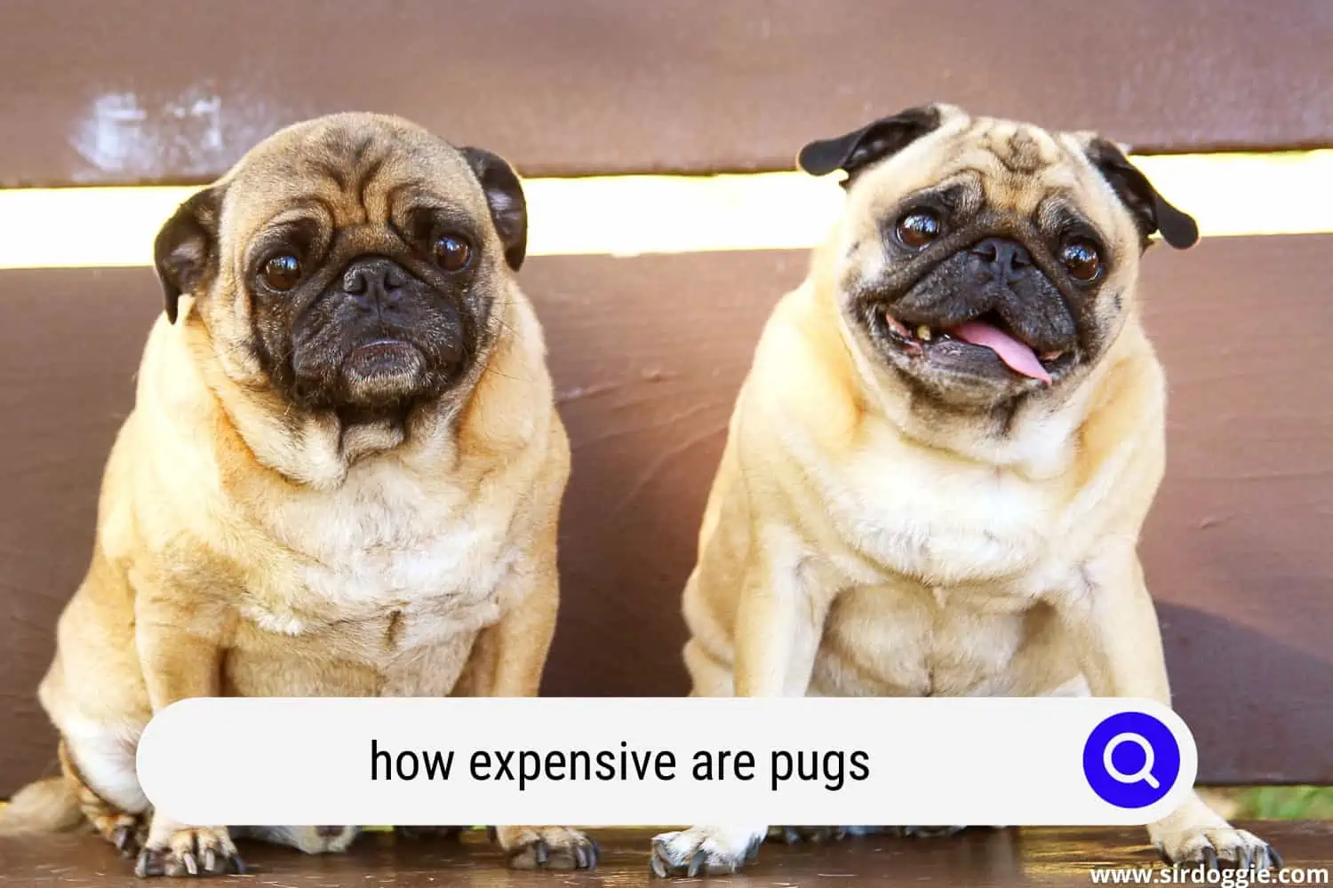 how expensive are pugs