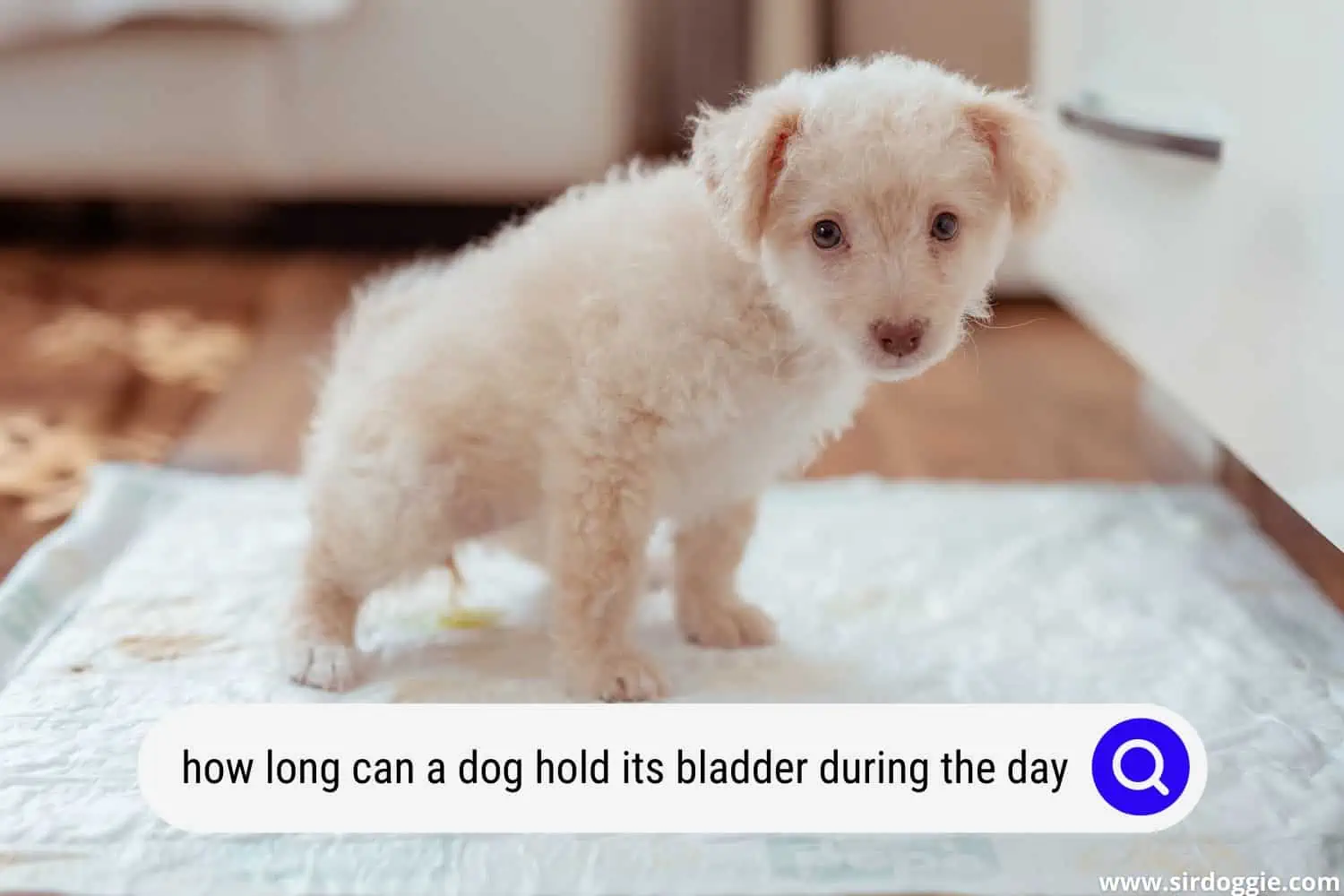 how long can a dog hold its bladder during the day
