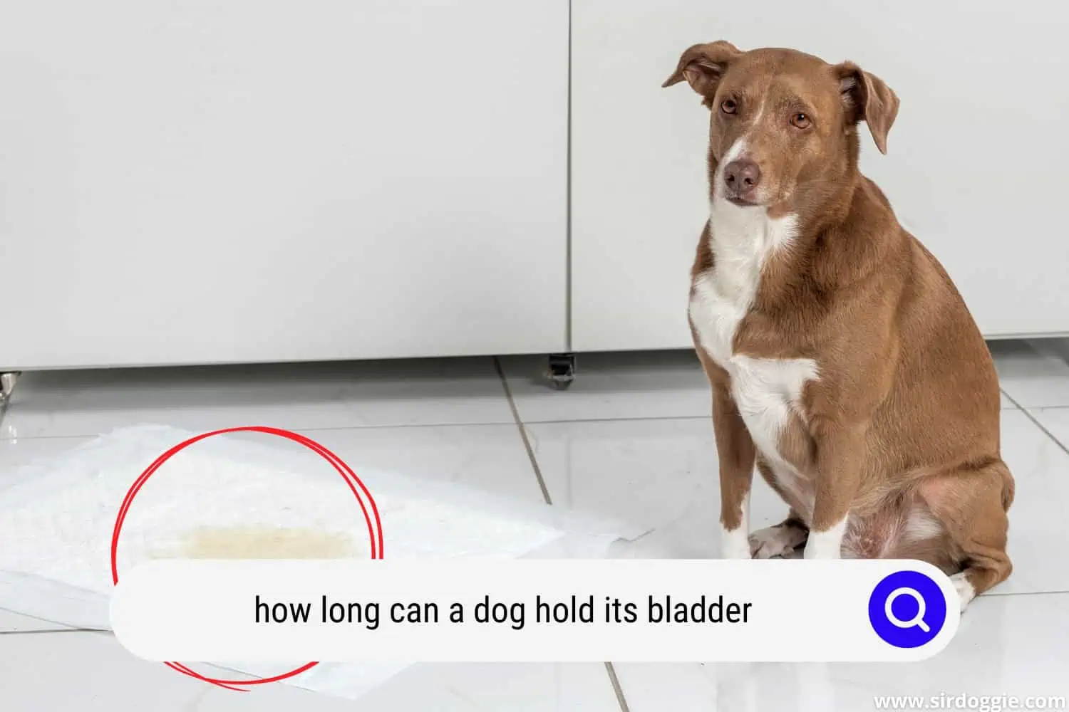 how long can a dog hold its bladder