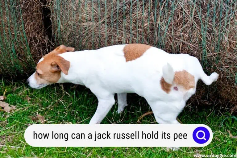 How Long Can a Jack Russell Hold Its Pee