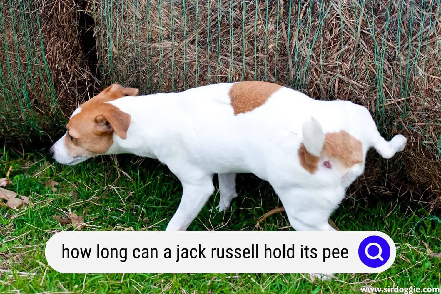 how long can a jack russell hold its pee
