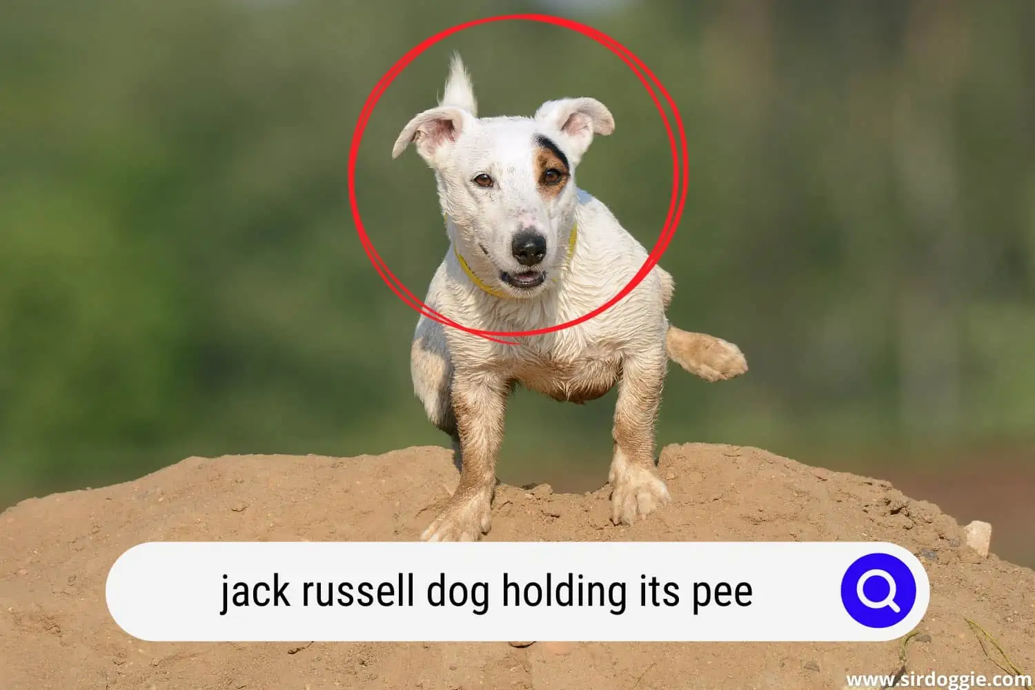jack russell dog holding its pee