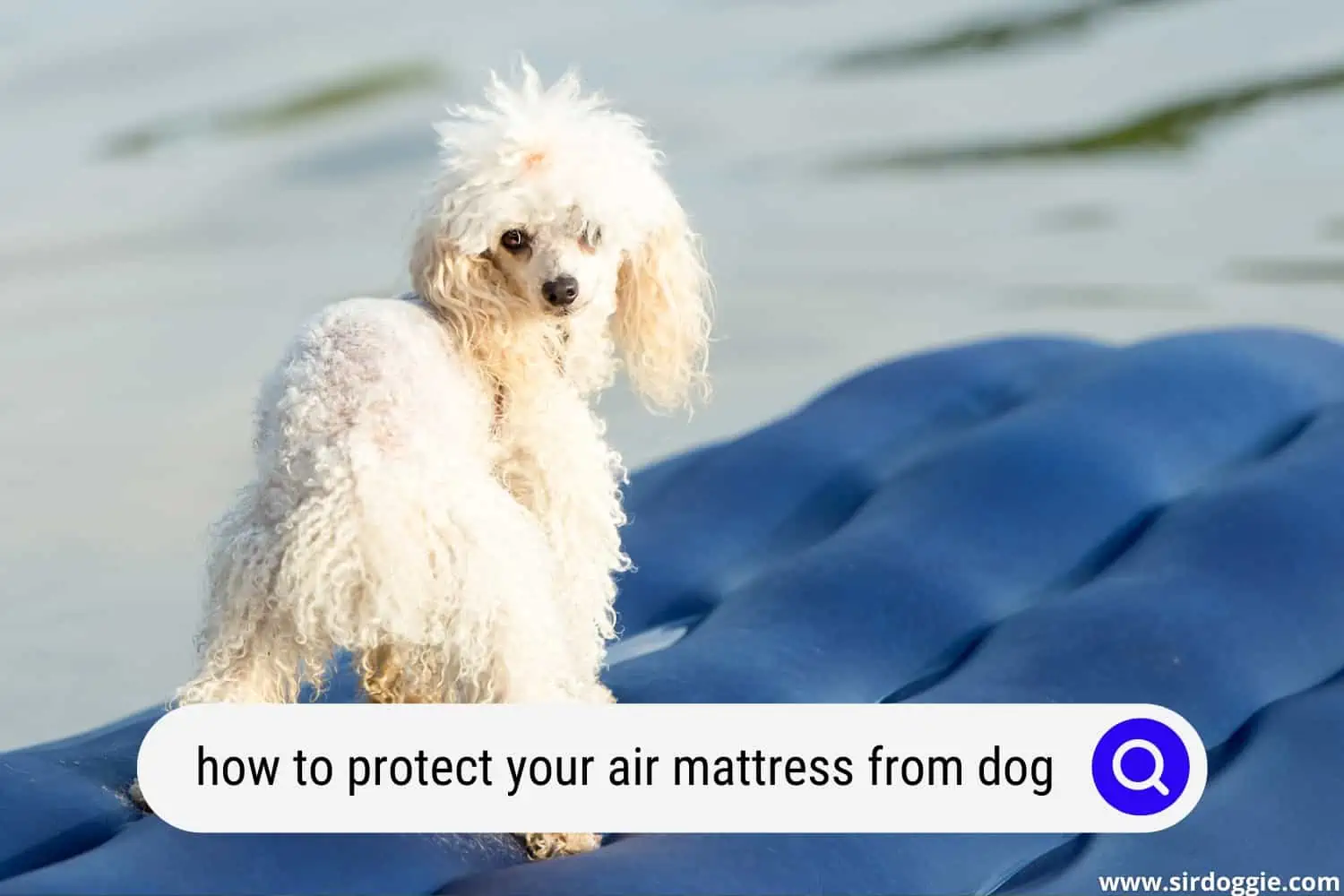how to protect your air mattress from dog